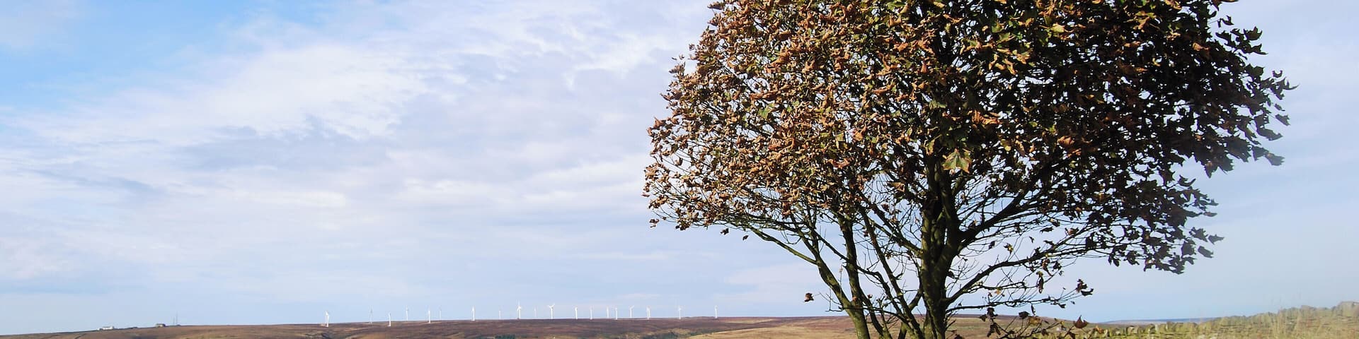 First signs of autumn in a tree on Ned Hill Road, Queensbury