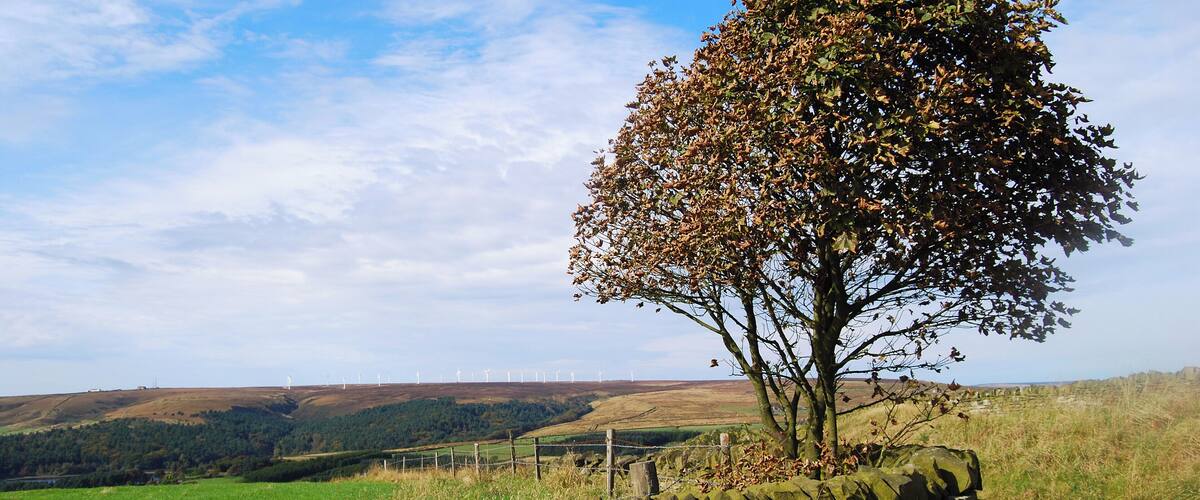 A stone wall, a tree, and a rural landscape with wind turbines in the distance.