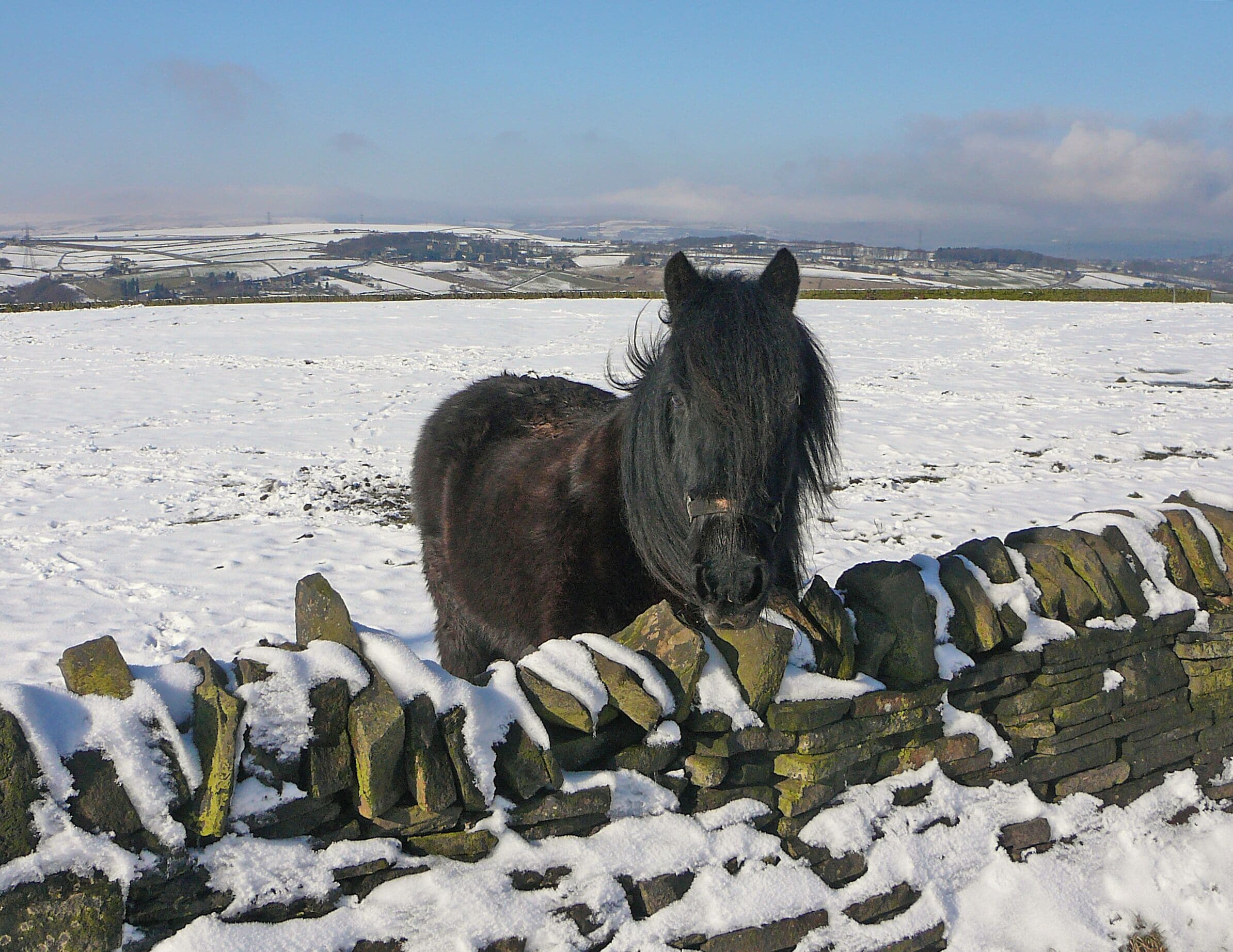 Pony on Stainland Moor