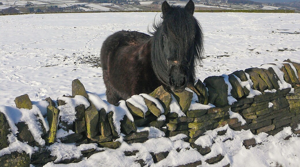Pony on Stainland Moor