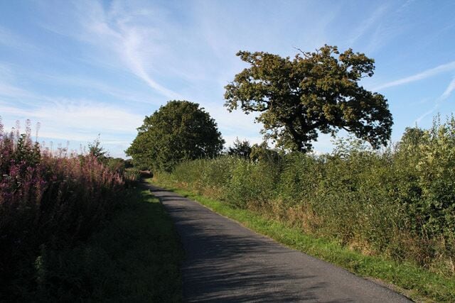 Awliscombe: boundary with Combe Raleigh. Looking north along the lane on the hill that separates the two parishes. Rose bay willow herb, known by some as fireweed, still flowers in the bank