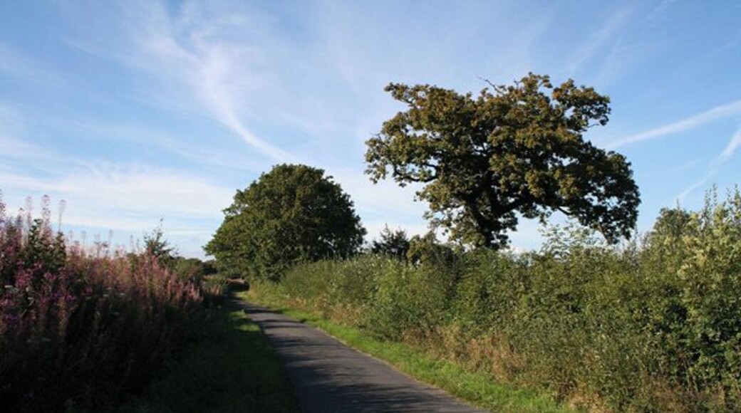 Awliscombe: boundary with Combe Raleigh. Looking north along the lane on the hill that separates the two parishes. Rose bay willow herb, known by some as fireweed, still flowers in the bank