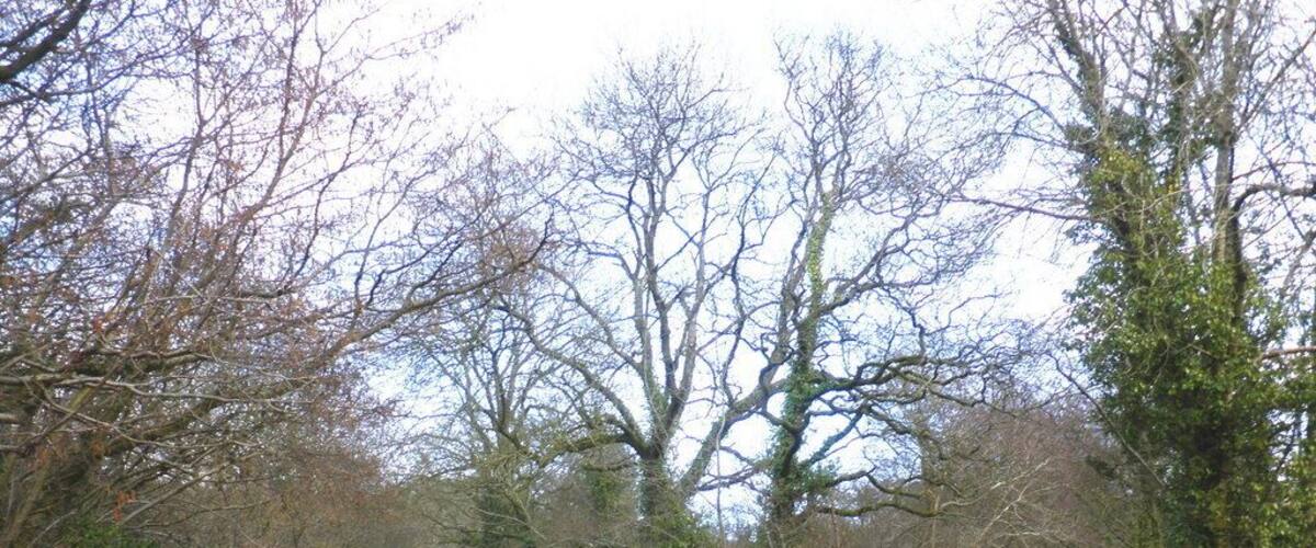 A narrow rural road winding through a wooded area with leafless trees and a small stream crossing the road.