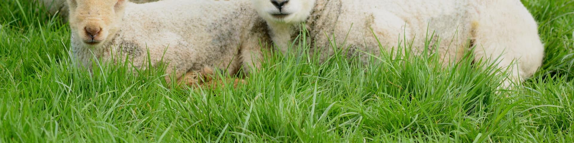 Two cute young lamb on a farm in Devon
