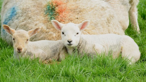 Two cute young lamb on a farm in Devon