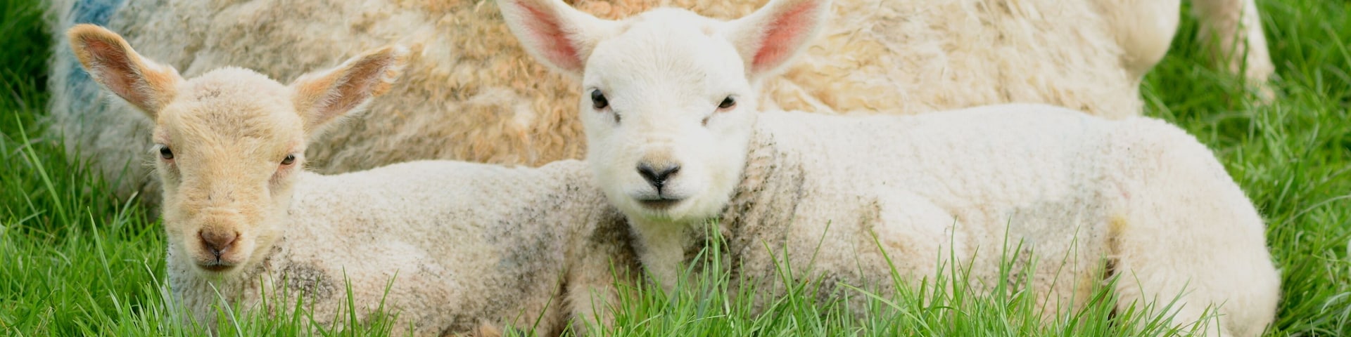 Two cute young lamb on a farm in Devon