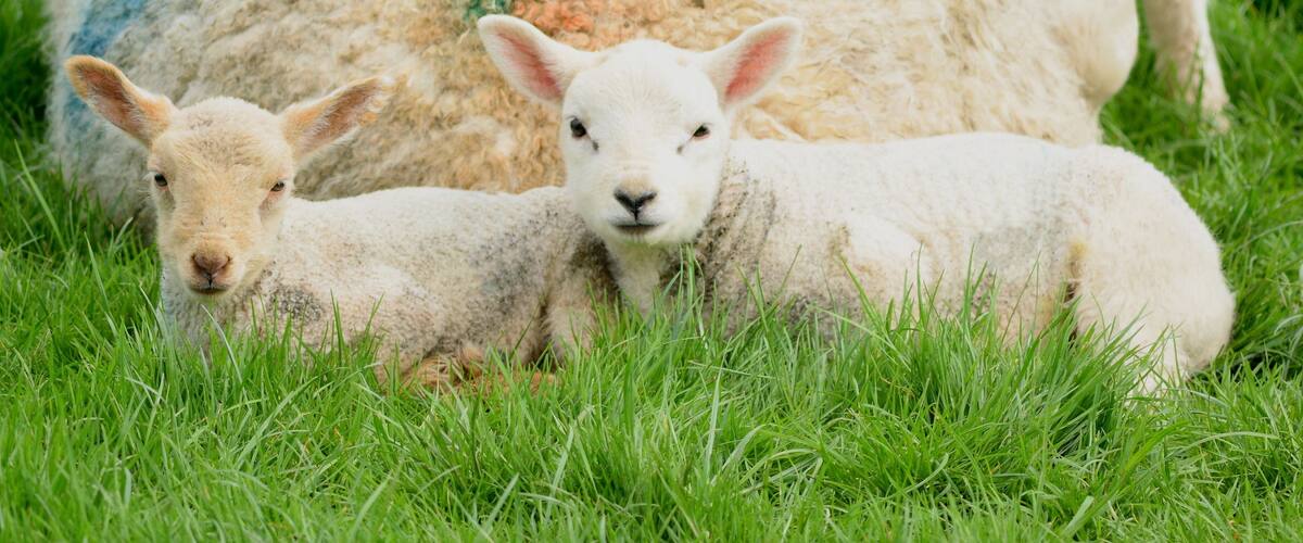 A lamb and its mother in a grassy field.