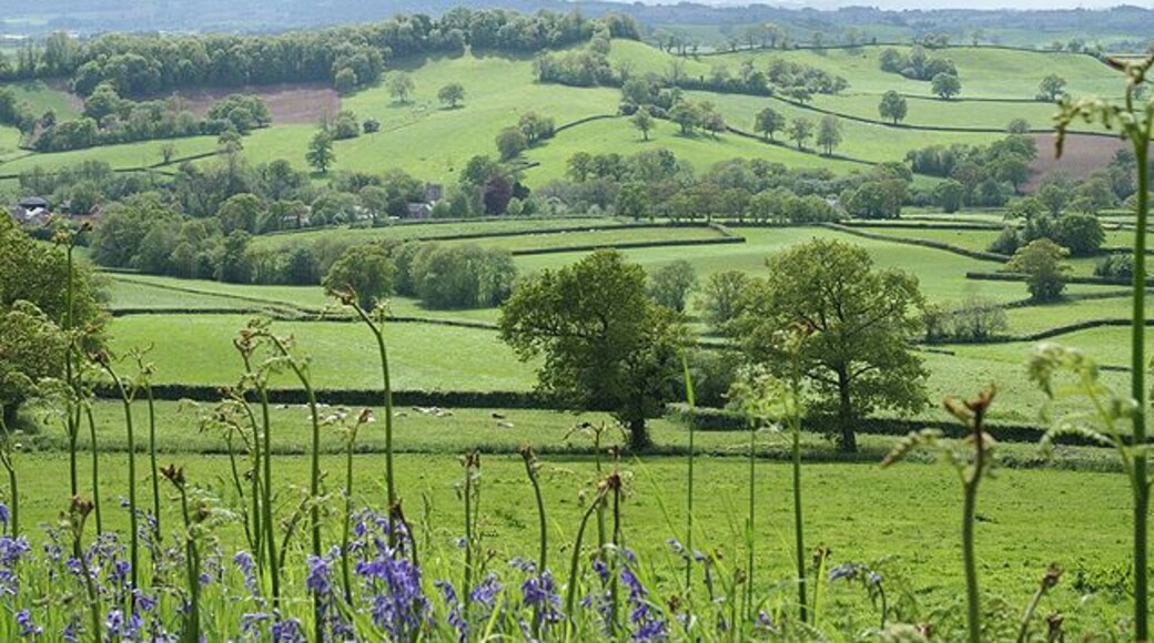 Awliscombe: towards the village. Seen from Greenway Lane, looking south west. The church and village nestle below Buckerell Knap. On the right of this view rain obscures the distant hills and will fall in Honiton 15 minutes later