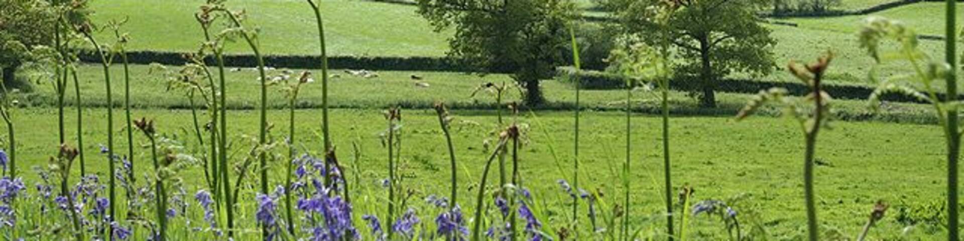 Awliscombe: towards the village. Seen from Greenway Lane, looking south west. The church and village nestle below Buckerell Knap. On the right of this view rain obscures the distant hills and will fall in Honiton 15 minutes later