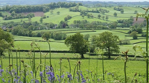 Awliscombe: towards the village. Seen from Greenway Lane, looking south west. The church and village nestle below Buckerell Knap. On the right of this view rain obscures the distant hills and will fall in Honiton 15 minutes later