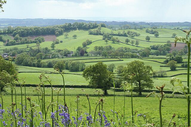 Rolling green hills, scattered trees, and purple flowers in a rural landscape.
