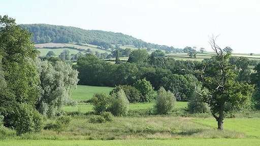 Buckerell: towards Gittisham. By the drive to the Deer Park Hotel. Looking south over the former deer park