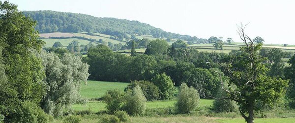 A green field with trees and hills in the background.