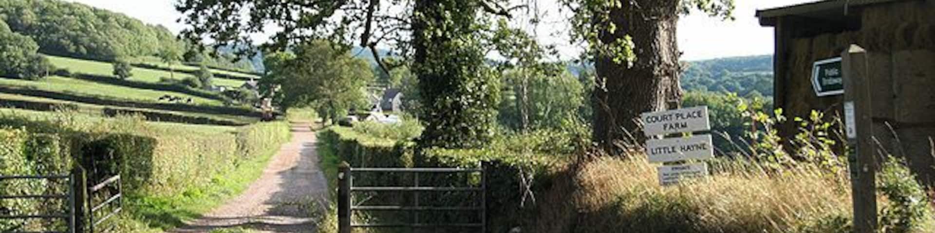 Dalwood: track to Court Place Farm. The track also leads on to Little Hayne. Looking south by the Broadhayes Cross  Cotleigh lane