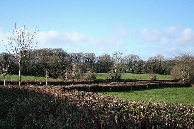 Stockland: below Bucehayes Common Looking west-north-west by the lane to Bowood Farm