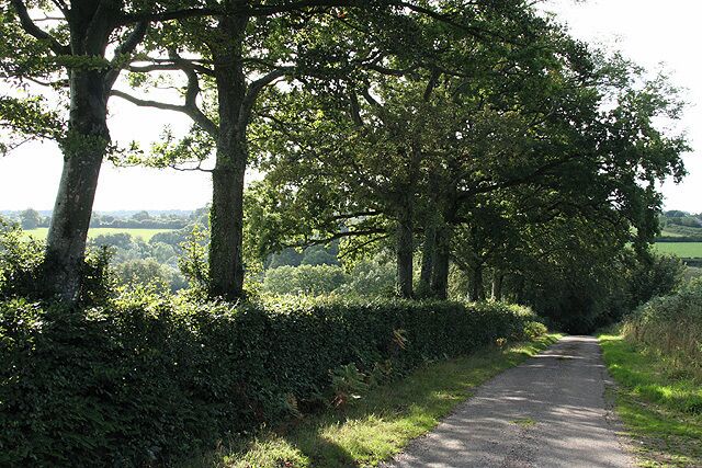 A narrow rural road flanked by trees and hedges, leading through a green landscape.