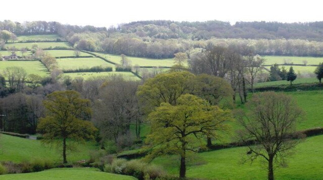 Sylvan scene, near Holmsleigh