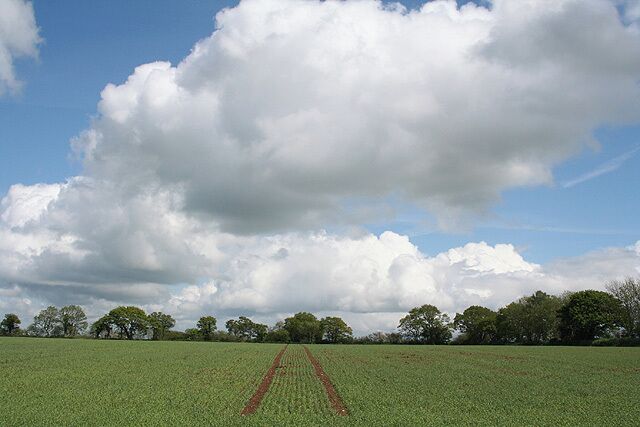 Dunkeswell: near Bowerhayes. Looking east over typical upland Blackdown landscape