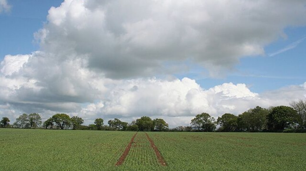 Dunkeswell: near Bowerhayes. Looking east over typical upland Blackdown landscape
