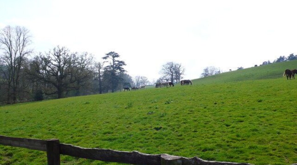 Field Nr Combe House, Gittisham EX14 Horses grazing in a hill field with trees in the background.