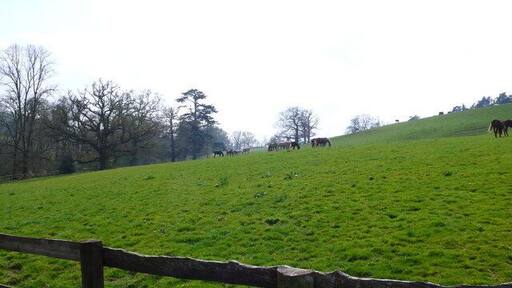 Field Nr Combe House, Gittisham EX14 Horses grazing in a hill field with trees in the background.