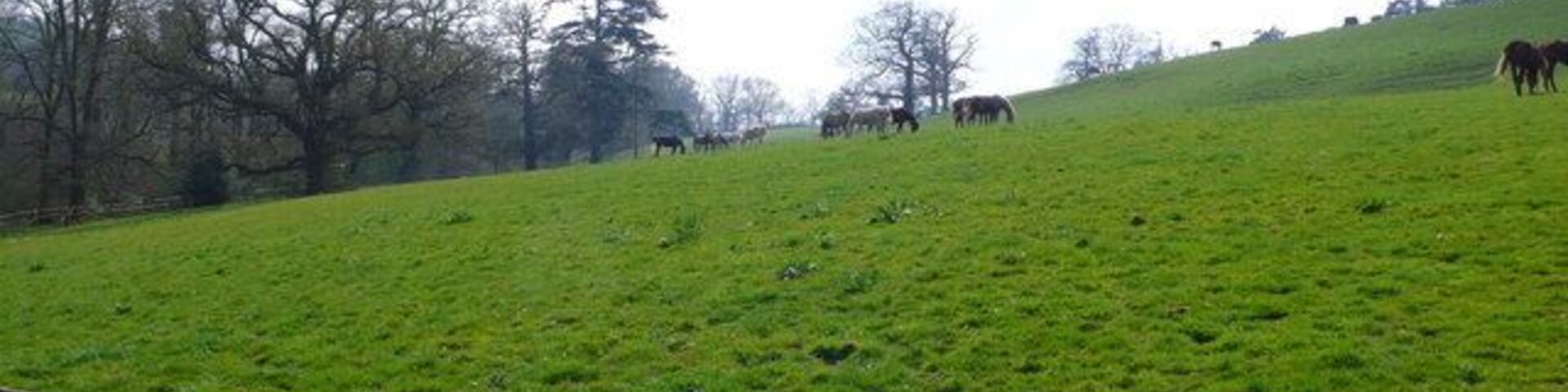 Field Nr Combe House, Gittisham EX14 Horses grazing in a hill field with trees in the background.