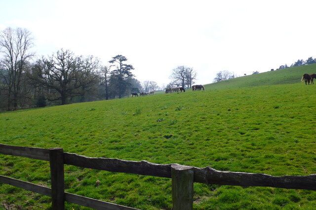 A green field with a wooden fence, trees, and horses grazing on a hill.