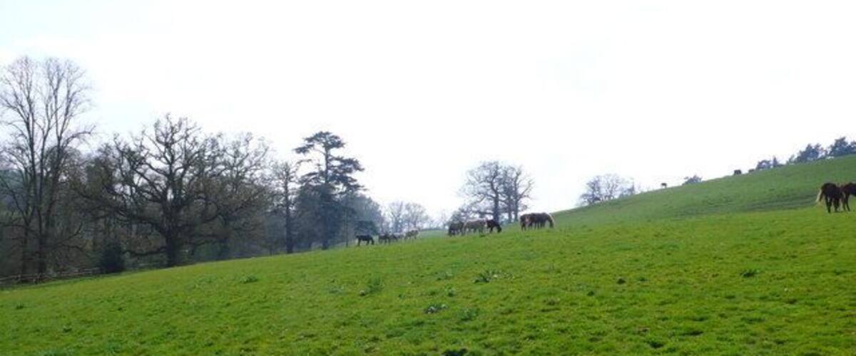 A green field with a wooden fence, trees, and horses grazing on a hill.