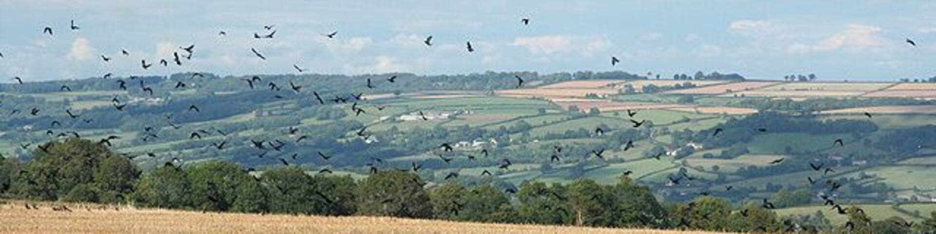 Stockland: by Ridge Cross. Crows disturbed in a field of stubble. Looking north east towards the Corry valley