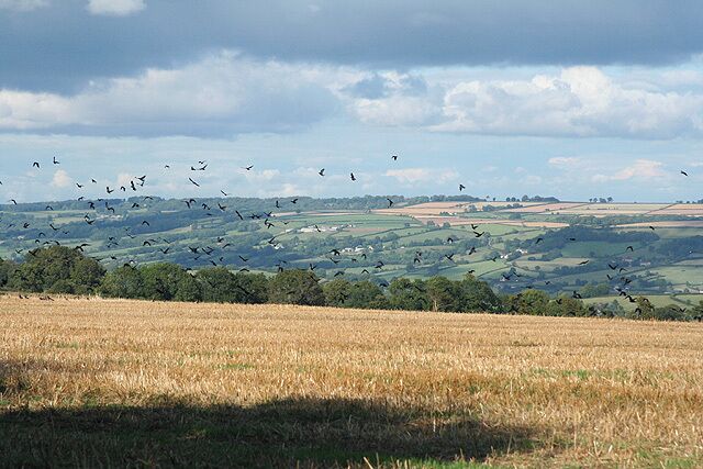 A field with birds flying, a cloudy sky, and rolling hills in the background.