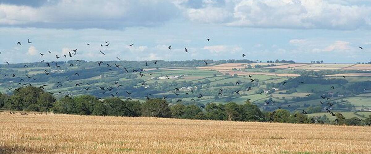 A field with birds flying, a cloudy sky, and rolling hills in the background.