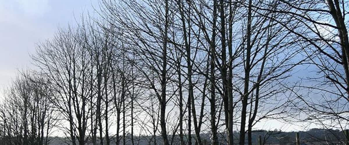A rural road flanked by leafless trees and a distant view of hills.
