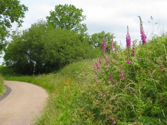 Foxgloves on the lane to Beacon These striking and colourful plants line the lanes of the Blackdowns in the summer months. Although Foxgloves (Digitalis purpurea) are extremely poisonous, the drug Digitalin is carefully and professionally extracted for the treatment of cardiac disorders. A Dr Witherington of Warwickshire first discovered the medical importance of this plant and published in 1785 "An Account of the Foxglove and some of its Medical Uses".
