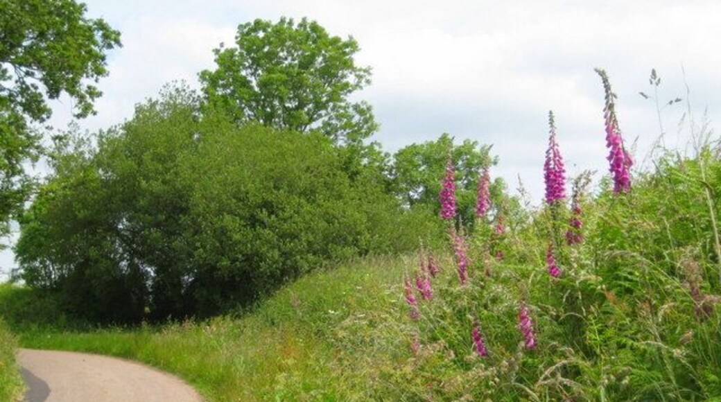 Foxgloves on the lane to Beacon These striking and colourful plants line the lanes of the Blackdowns in the summer months. Although Foxgloves (Digitalis purpurea) are extremely poisonous, the drug Digitalin is carefully and professionally extracted for the treatment of cardiac disorders. A Dr Witherington of Warwickshire first discovered the medical importance of this plant and published in 1785 "An Account of the Foxglove and some of its Medical Uses".