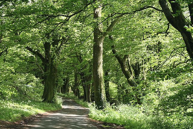 Awliscombe: on St Cyres Hill. By the turning to Awliscombe village  Greenway Lane  which descends steeply to the valley of the river Wolf