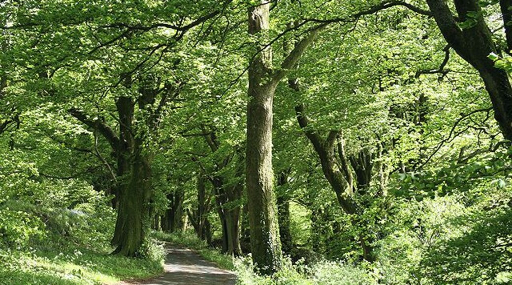 Awliscombe: on St Cyres Hill. By the turning to Awliscombe village Greenway Lane which descends steeply to the valley of the river Wolf