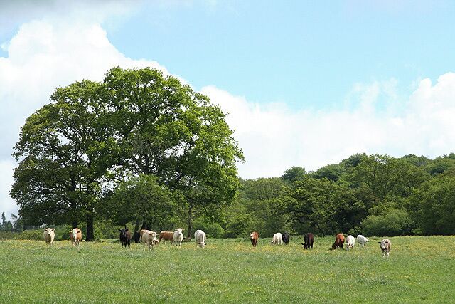 Broadhembury: near Pitney Farm. Looking east-north-east