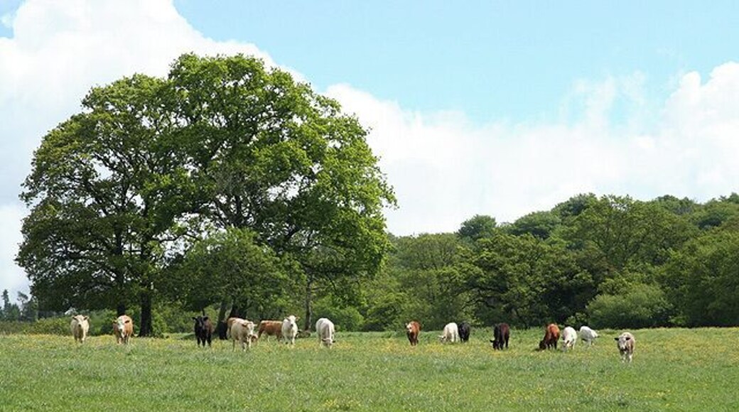 Broadhembury: near Pitney Farm. Looking east-north-east