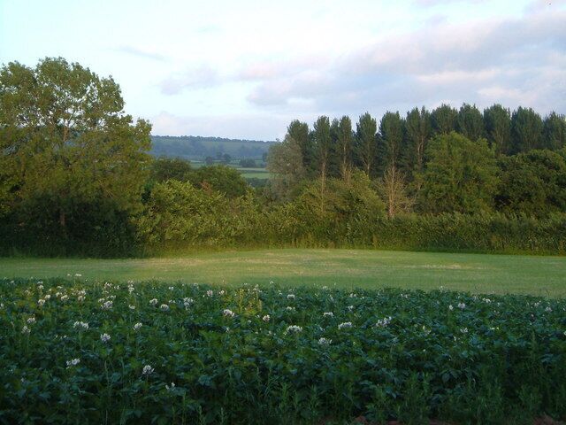 Potato patch at Sowton Farm. View from the lane at Sowton Farm near Feniton across the Otter valley.