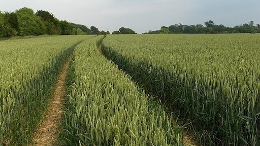 Wheat, East Tytherley Looking up from a byway with the route of the Roman road in the hedge on the left.