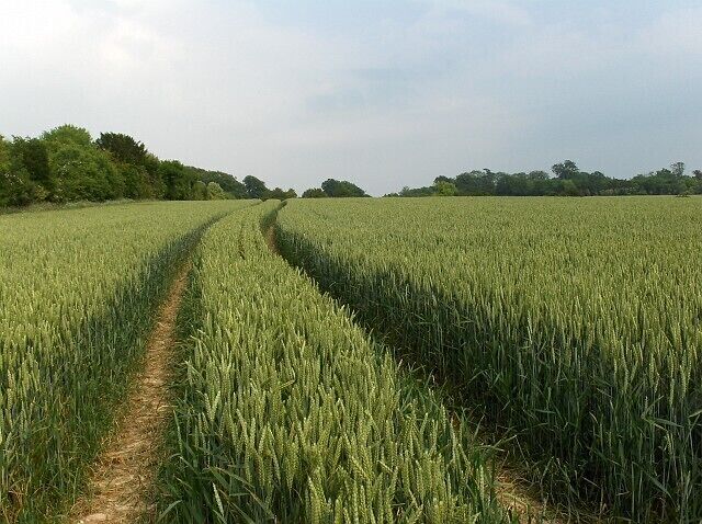 A field of crops with a dirt path leading through it.