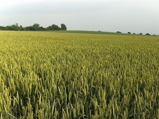 Wheat, East Tytherley Looking up from the byway where it crosses the route of the Roman road (now just a hedge). Woodlease Copse is on the skyline with a country road hidden from view in an undulation.
