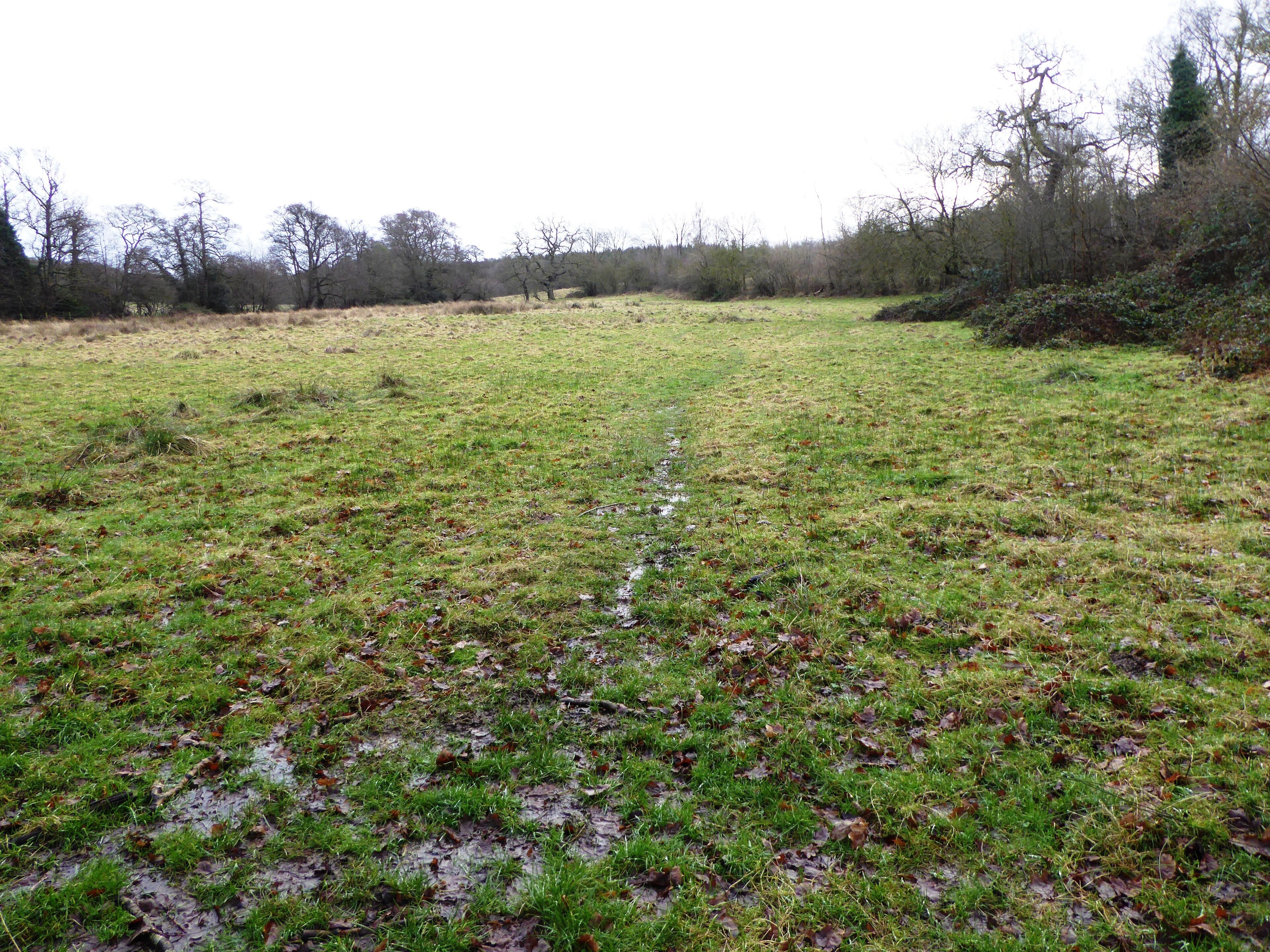 A wet grassy field with a muddy path leading through it.