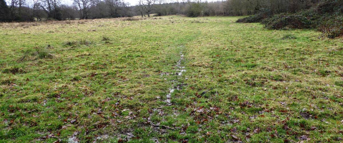 A wet grassy field with a muddy path leading through it.