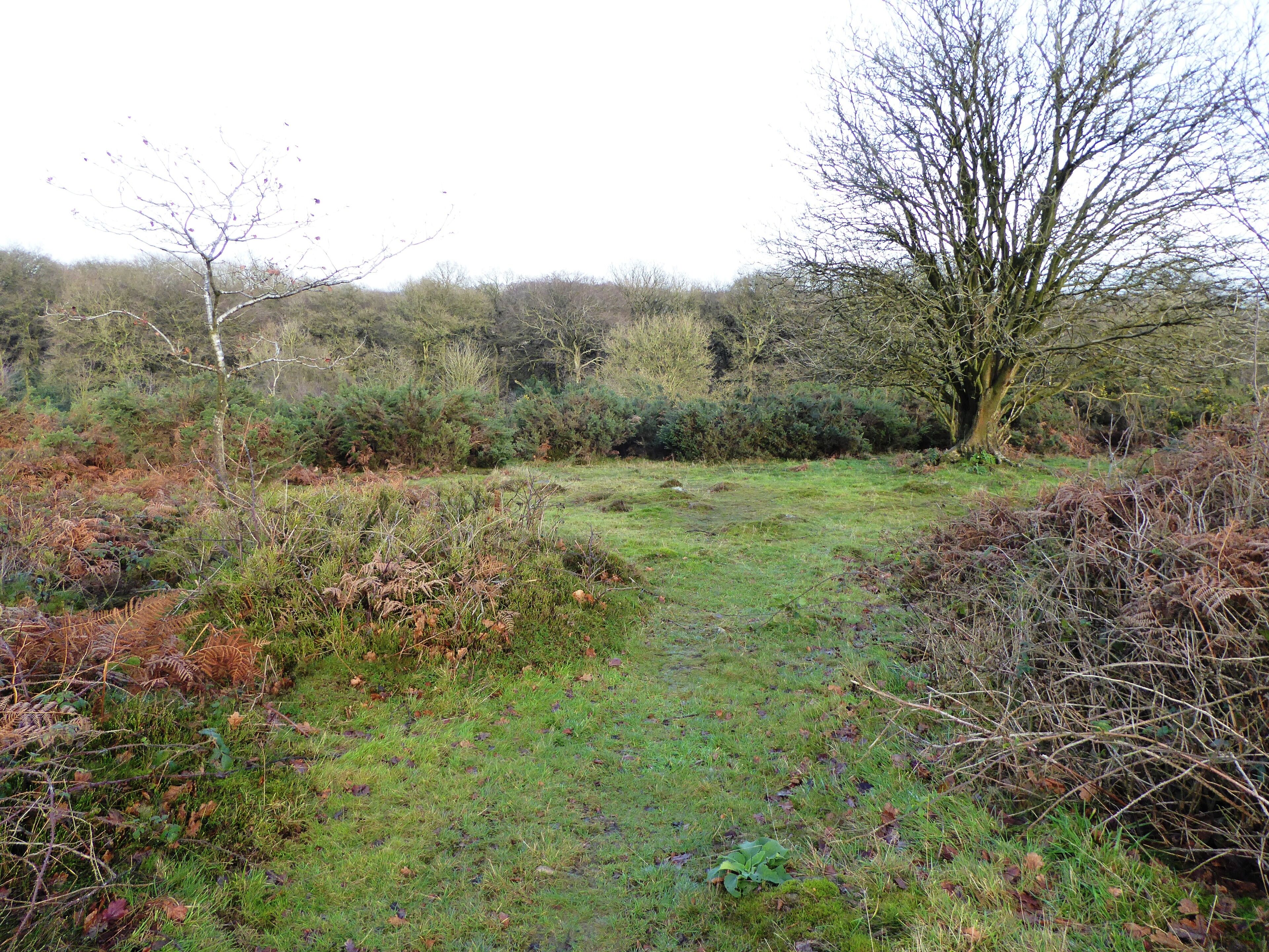 Ulverscroft Nature Reserve is north of Markfield in Leicestershire. It is part of the Ulverscroft Valley Site of Special Scientific Interest, and is managed by the Leicestershire and Rutland Wildlife Trust.