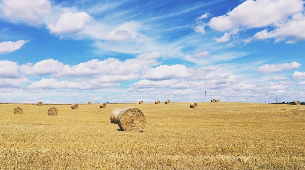 One of my favourite walks though the fields behind Coleshill church, heading down towards Maxstoke golf course.