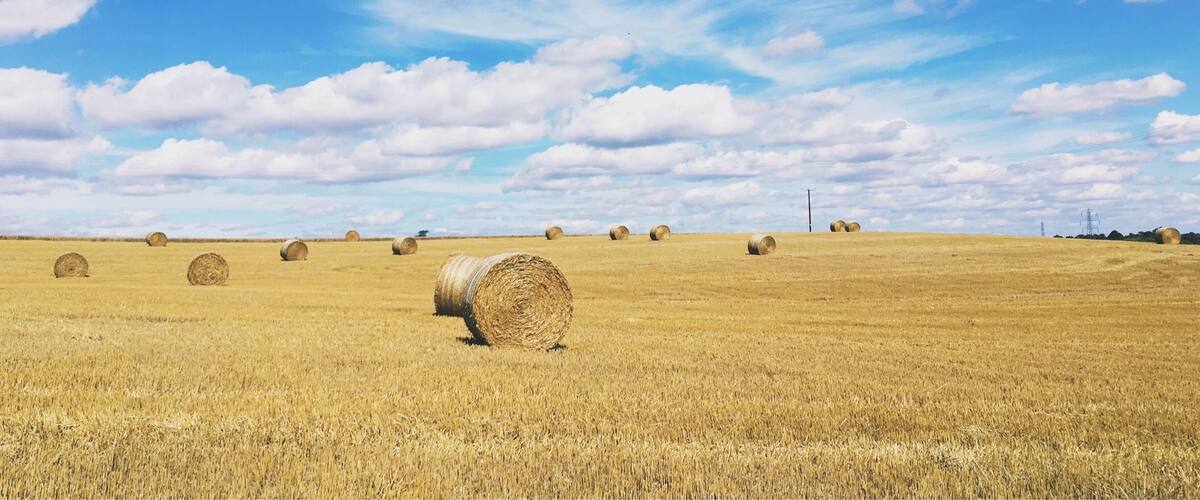 A field of golden wheat with hay bales and a clear blue sky with clouds.