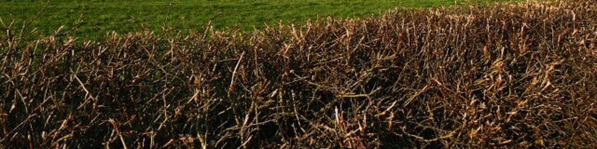 Fields near Hook Lydiard Millicent is in the distance.