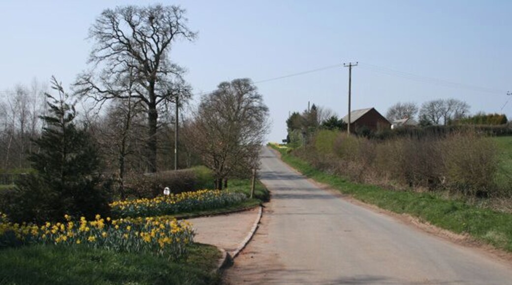Harbours Hill Fine show of spring flowers. Madeley Heath is just over the hill.