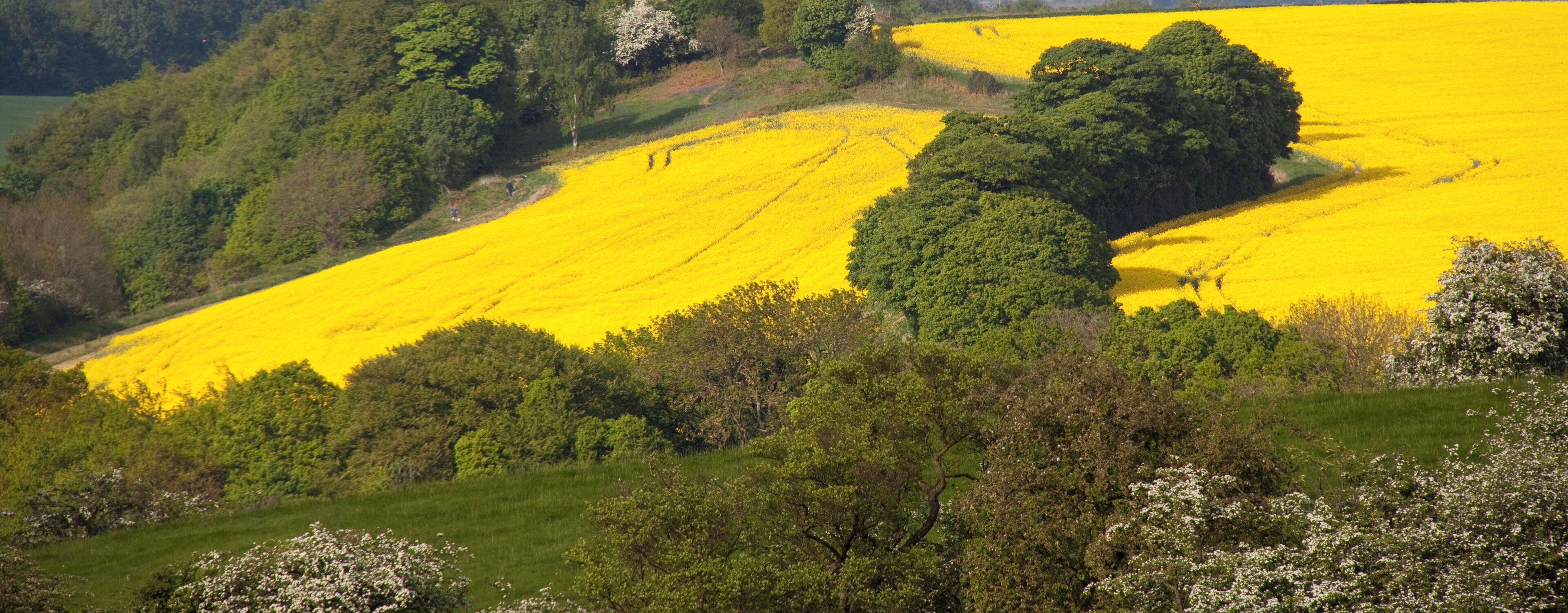 Yellow Fields